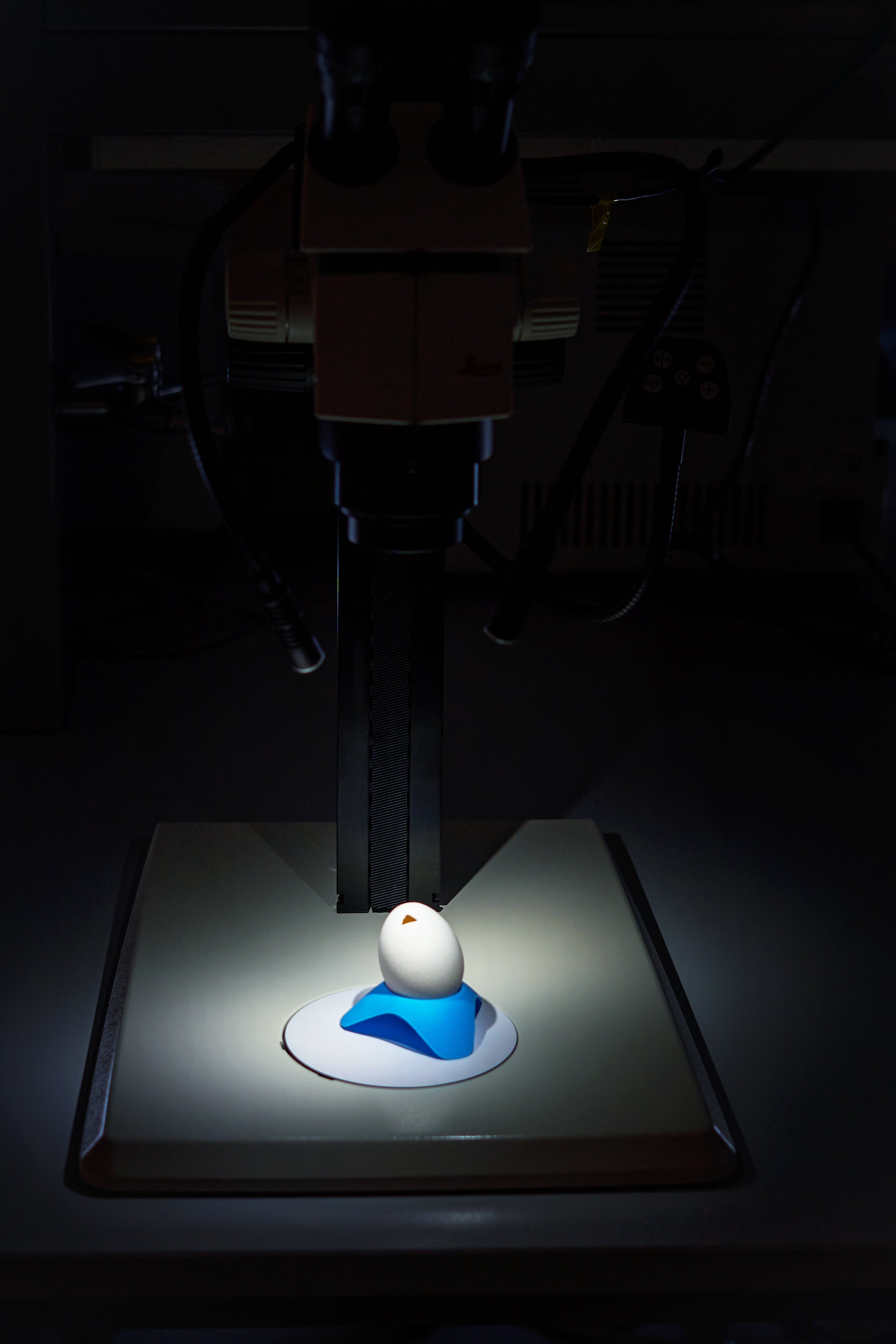 Neion Bio closes $23m Series A for egg-based biologics platform