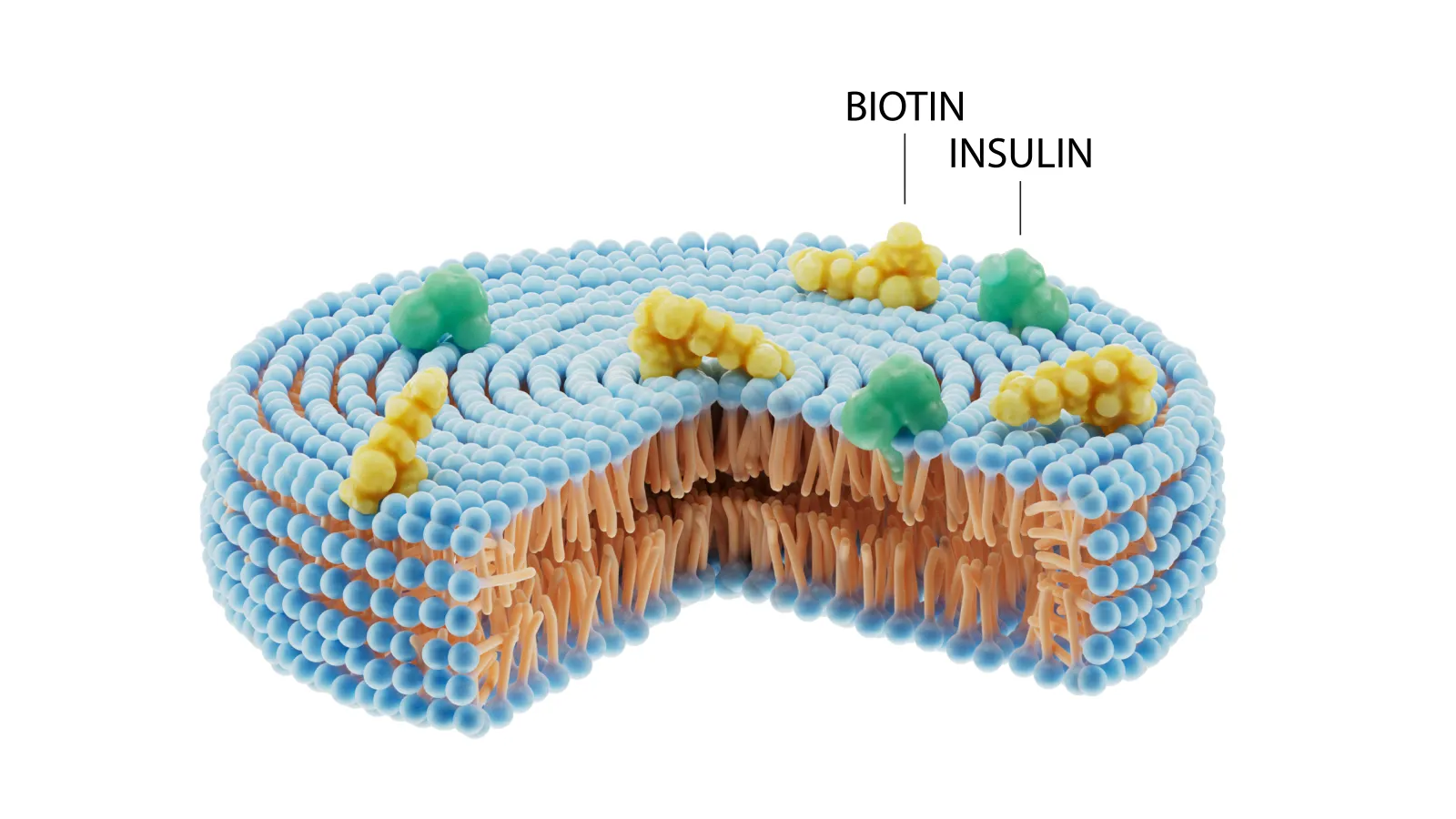 Diasome Phase 2b data shows HDV-insulin cuts hypoglycemia in T1D
